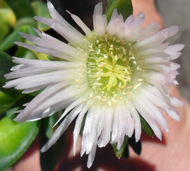 Carpobrotus rossii 'White Dolphin'